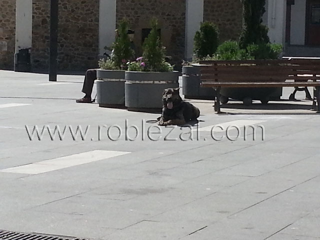 adiestramiento canino